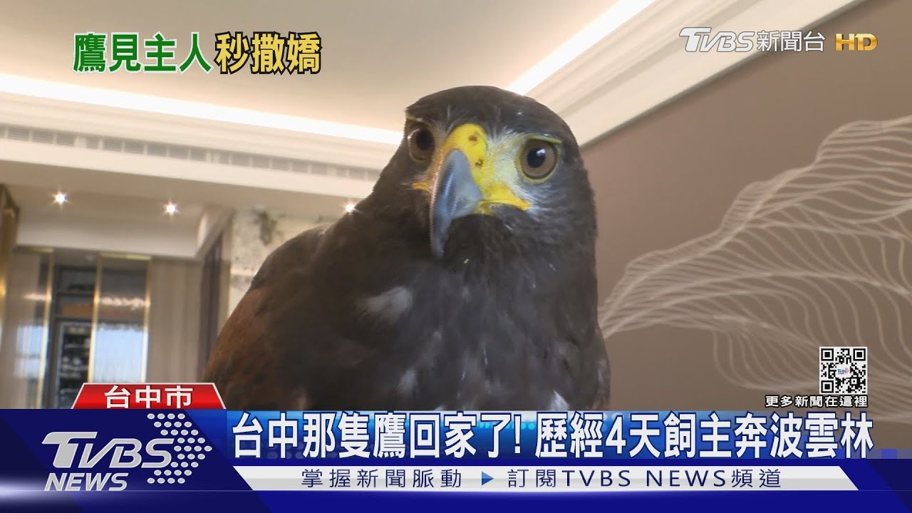 台中那隻鷹回家了! 歷經4天飼主奔波雲林｜TVBS新聞 @TVBSNEWS01