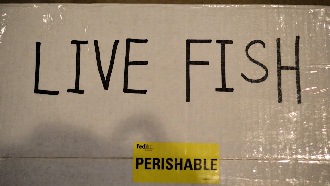 Unboxing | Kenny's Discus | Finally Back with Discus 4K