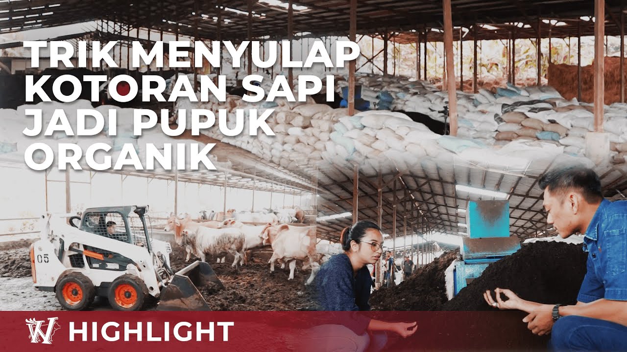 BEGINI CARA WMP MENGOLAH KOTORAN SAPI JADI PUPUK ORGANIK