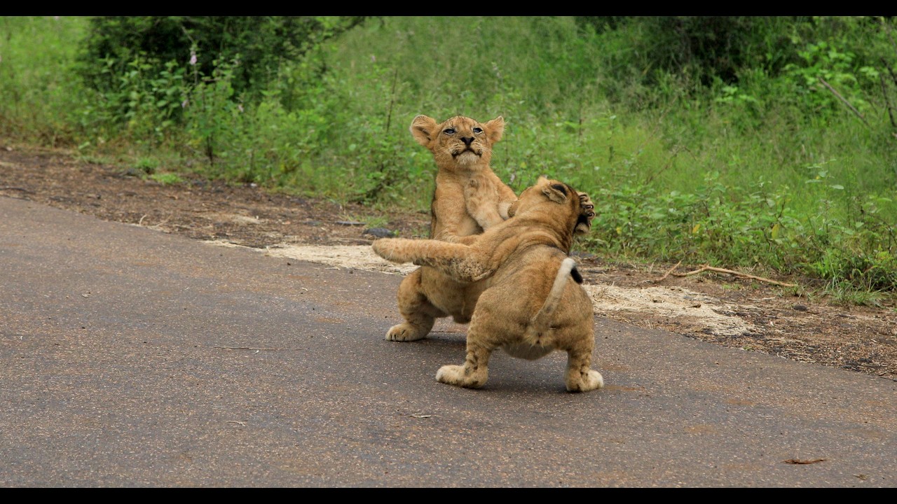 Lion Cubs Play-fight Quietly While Mom Naps 🦁💤