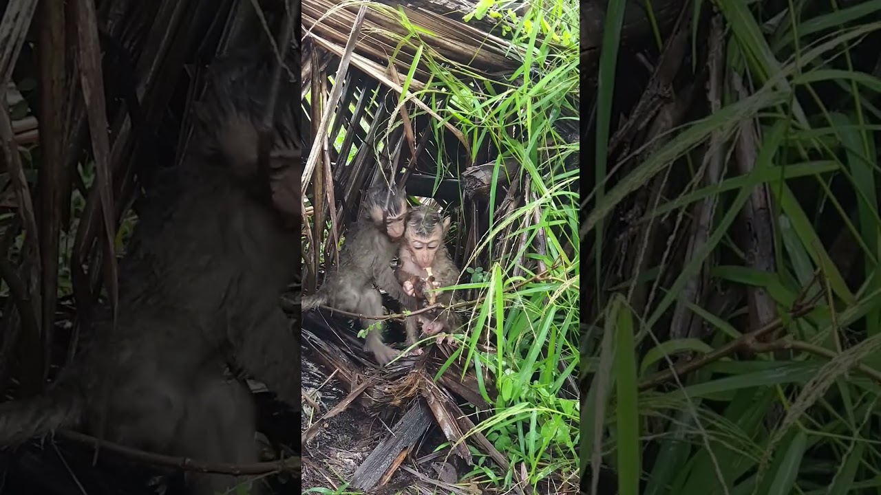 Poor baby monkey under the shelter avoiding from big rain