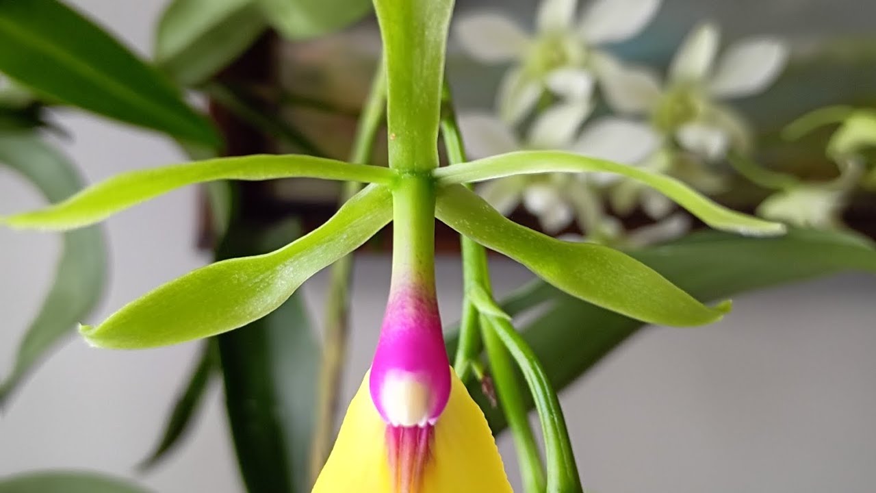 Rene marque Tyler has opened. And a few more orchid blooms