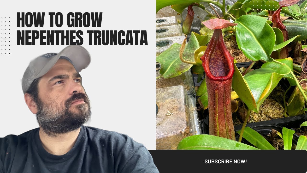 How To Grow Nepenthes Truncata From XS to XL