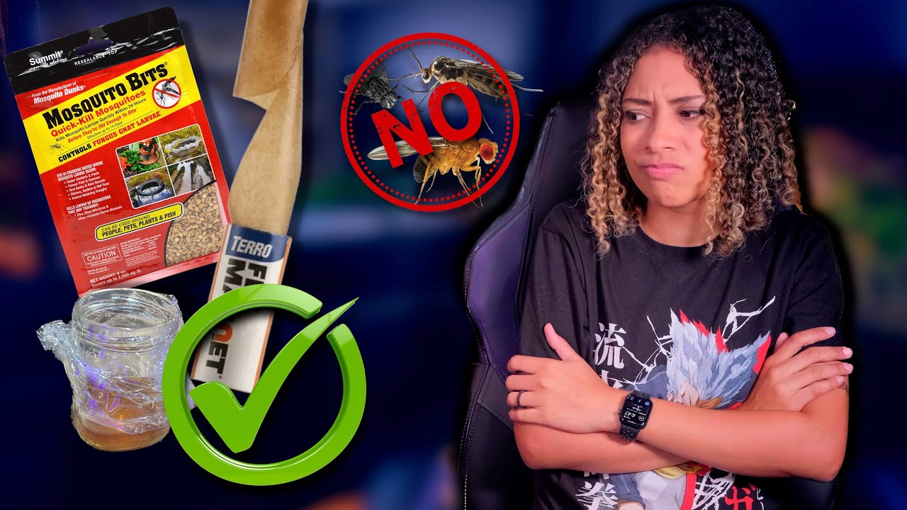 GNATS IN ENCLOSURES?! - 5 Quick Fixes