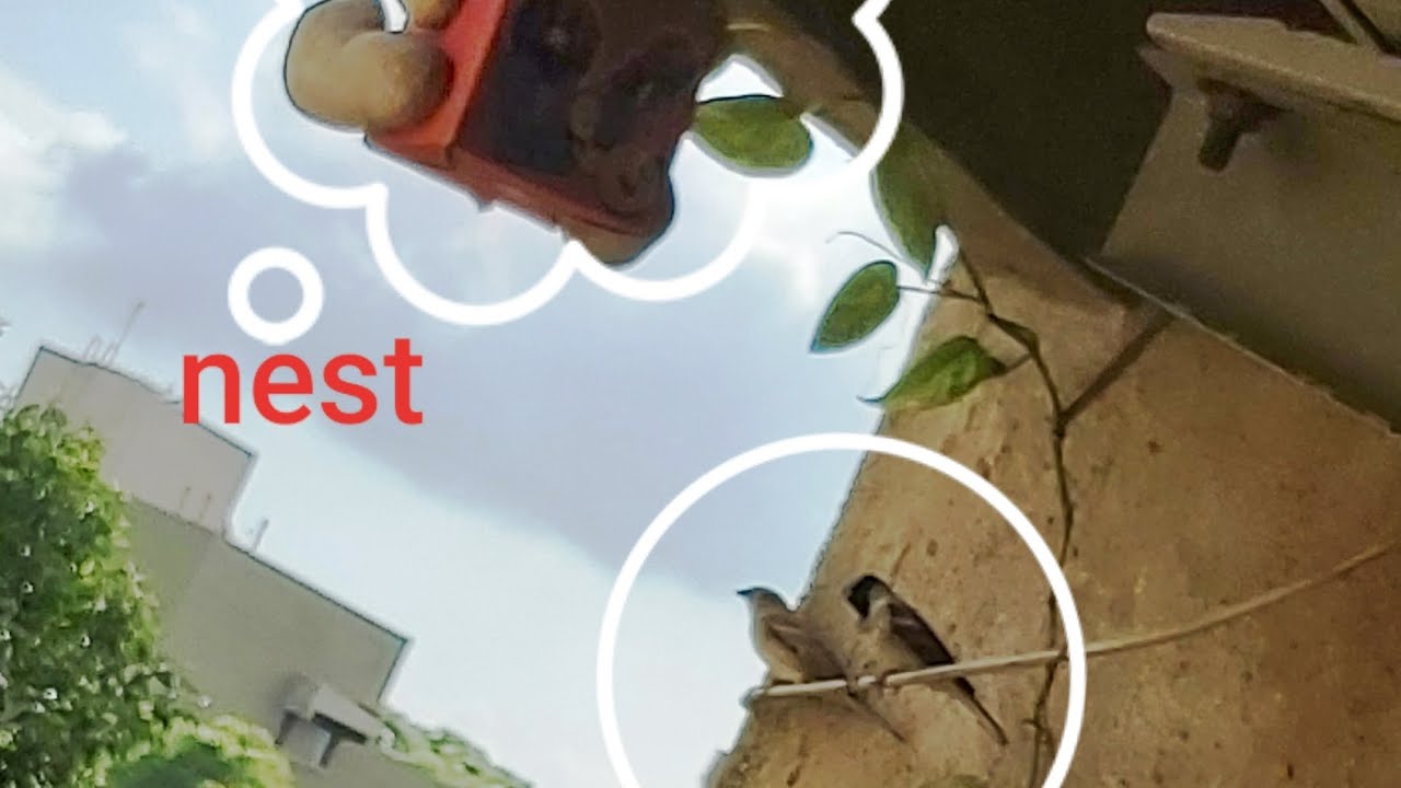 एक अनजाने मेहमान का स्वागत II गौरैया को बचाने की छोटी सी मुहिम !!  # save sparrow 
