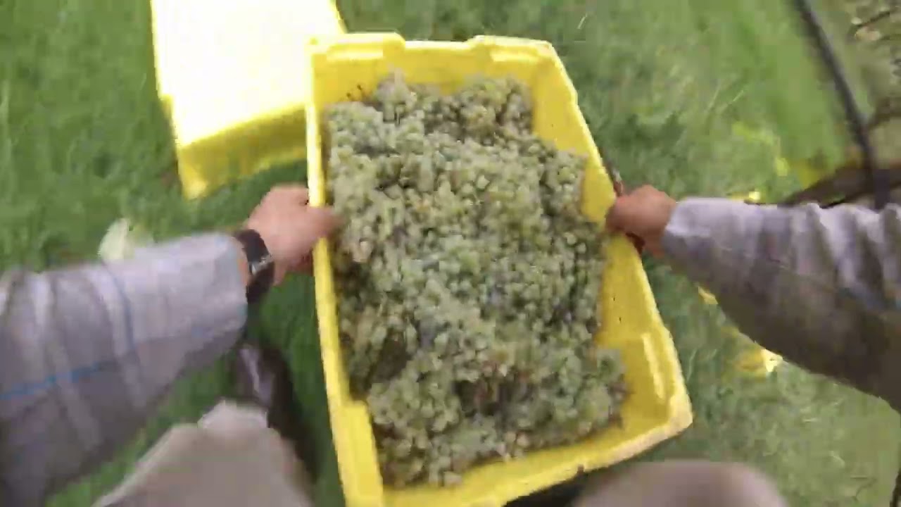 Horton Vineyards Harvest 1