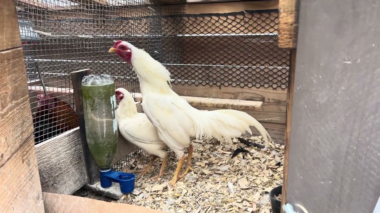 White mini qaib Thai Bantam 2 LBS 2/6/26