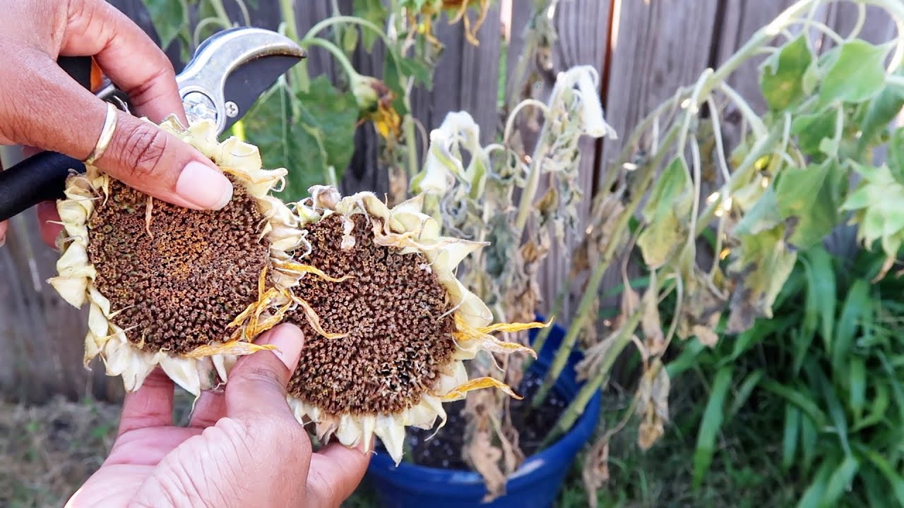 How and When to Harvest Sunflower Seeds (Tell Tell Signs SunFlower is Ready!)