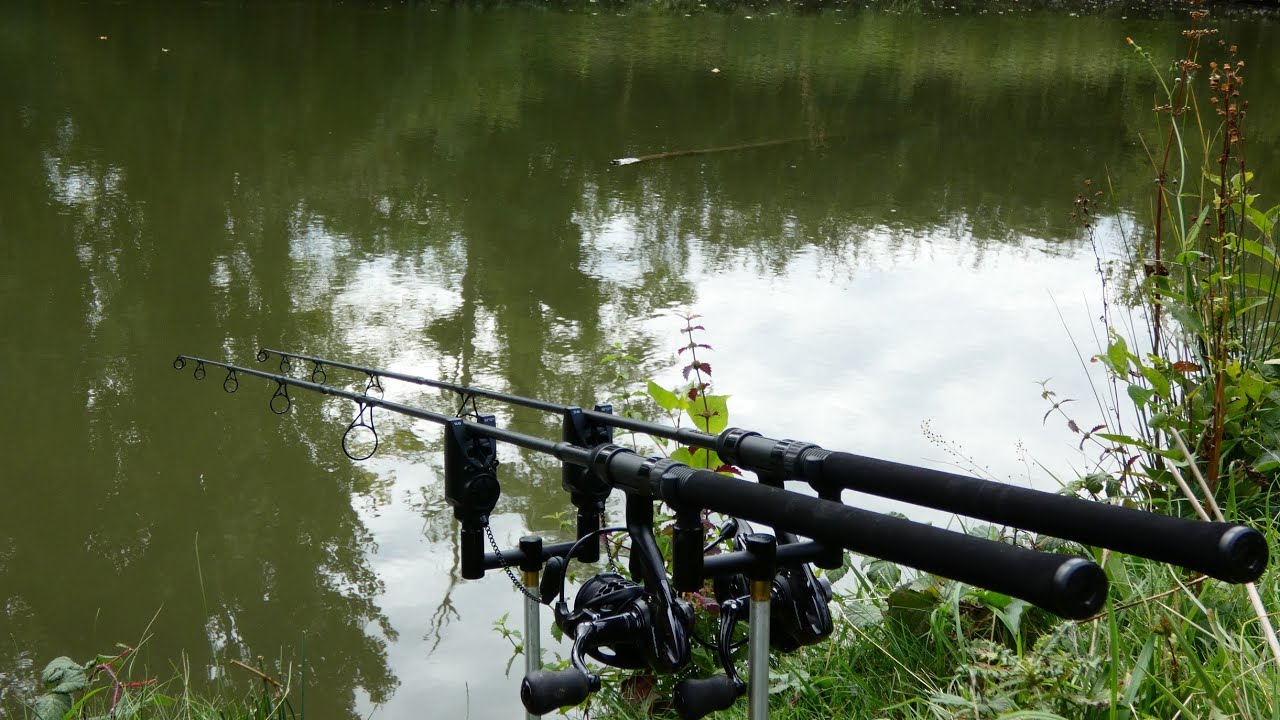 ☘️ A la rencontre des carpe sauvage 🍁