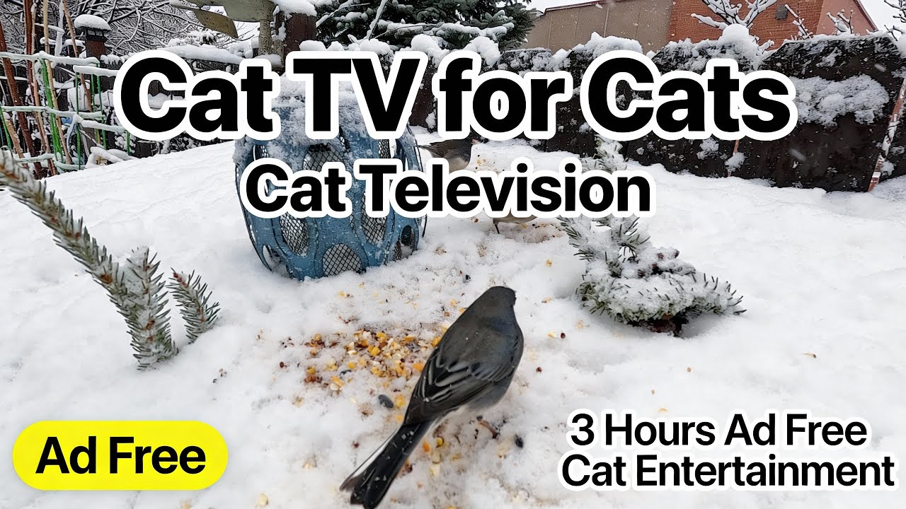 Cat TV for Cats to Watch 😺❤️ Cute Birds in the Snow 🐦❄️ 3 Hours in 4K (NO ADS)