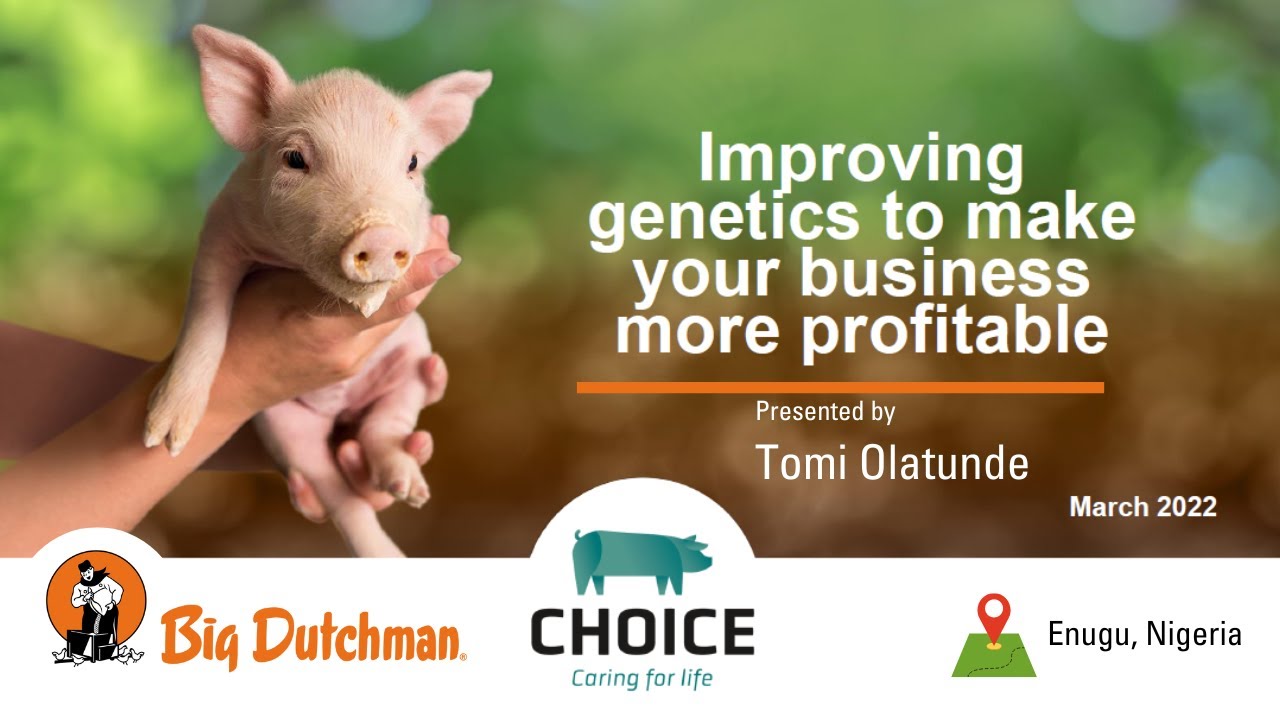 Improving Animal Genetics for Better Profit || Piggery Business