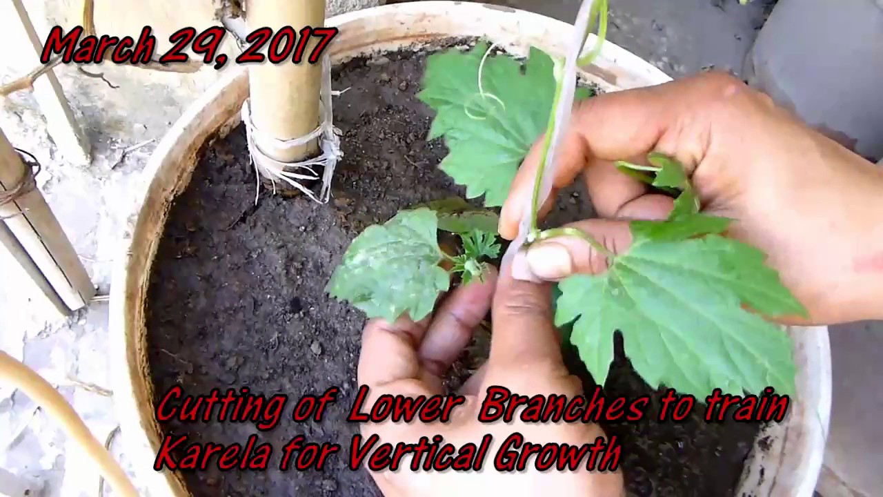 3G Cutting Se Jayada Karele Lene Ki Trick / Pruning Bitter Gourd For Maximum Yield