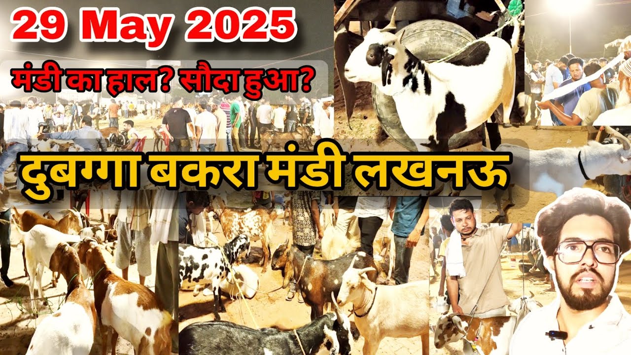 दुबग्गा बकरा मंडी Update | लखनऊ की दुबग्गा बकरा मंडी का हाल | 29 May 2025 | बकरा मंडी का हाल
