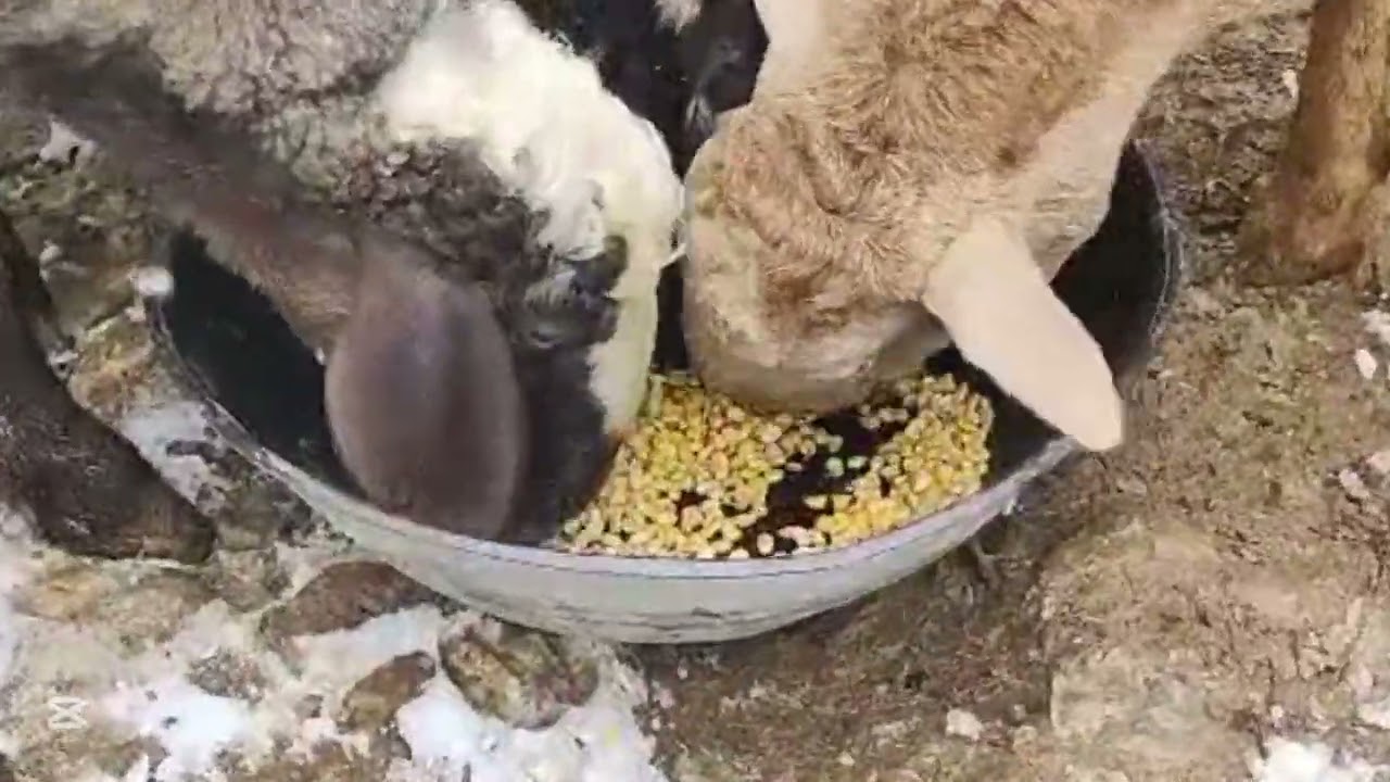 Feeding the lamb and sheep in Afghan village| Daily village life in Afghanistan 