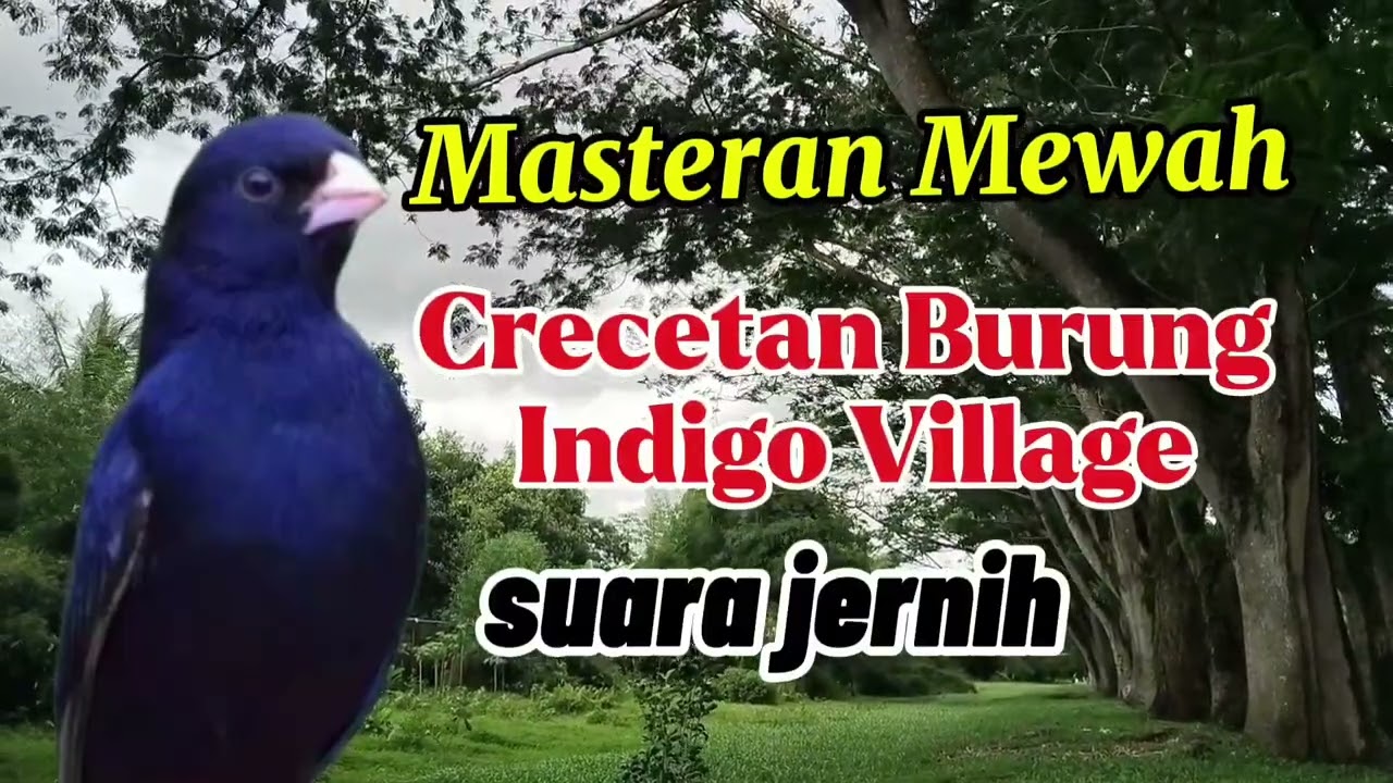 Masteran burung indigo village gacor #masteranburung