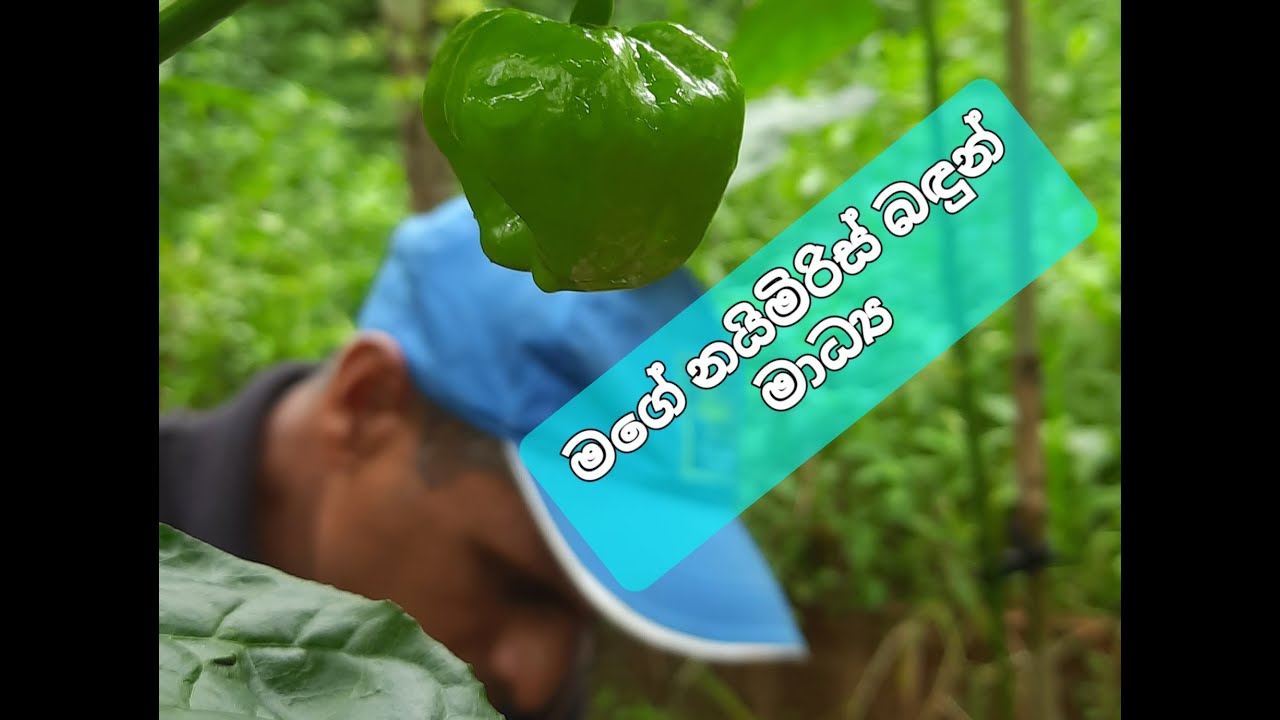 නයිමිරිස් වගාවට හරියට හරියන මගේ බඳුන් මාධ්‍ය - ඔබත් අත්හදා බලන්න