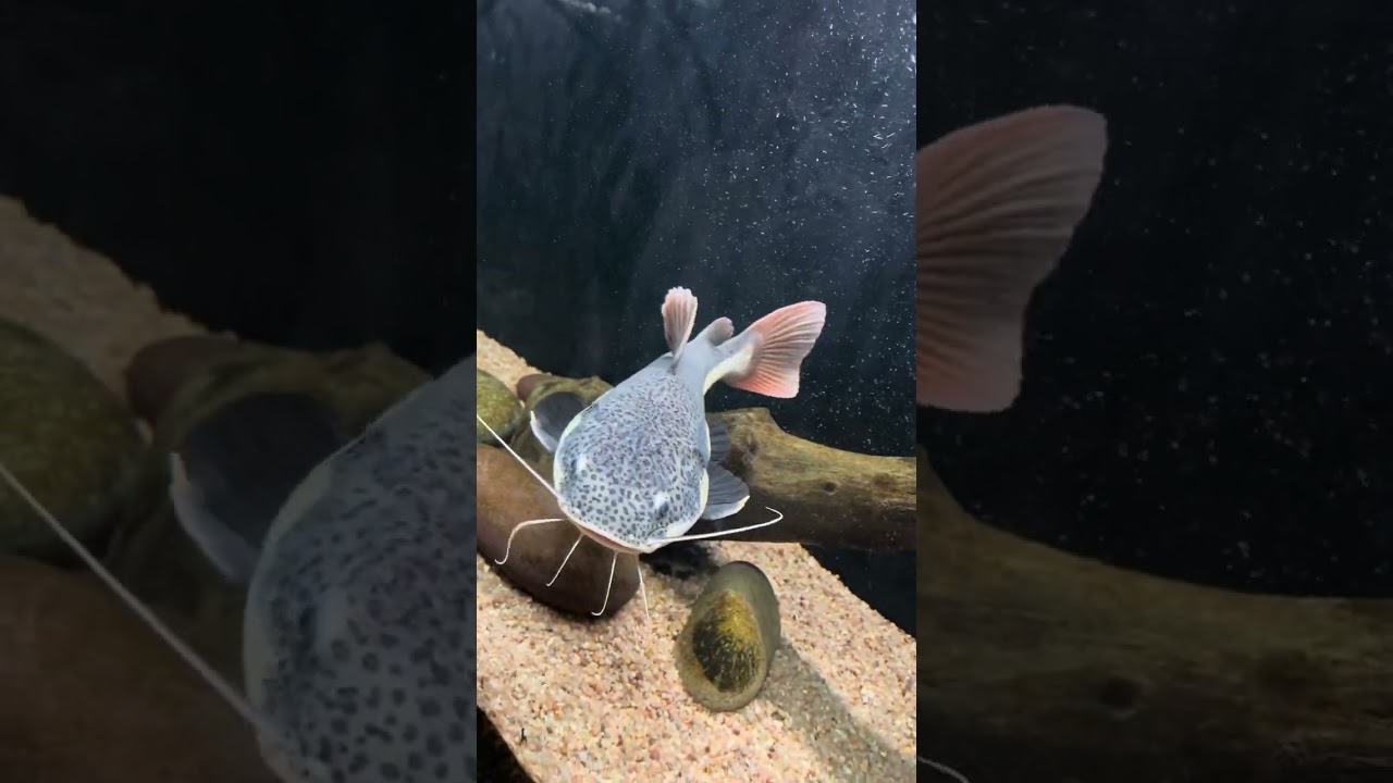 AQUARIUM VISIT
