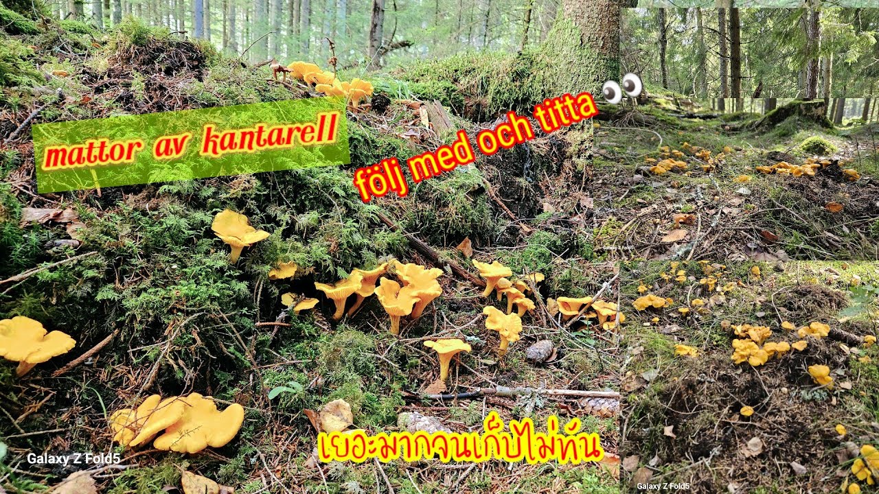 Mattor av kantarell #เห็ด #kantareller #mushroom
