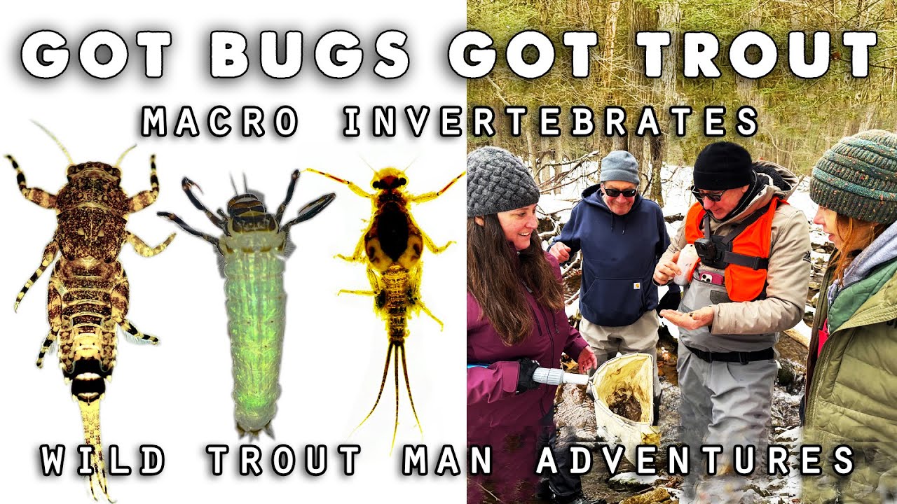 Got Bugs? Macro Invertebrates, Water Quality & Wild Trout
