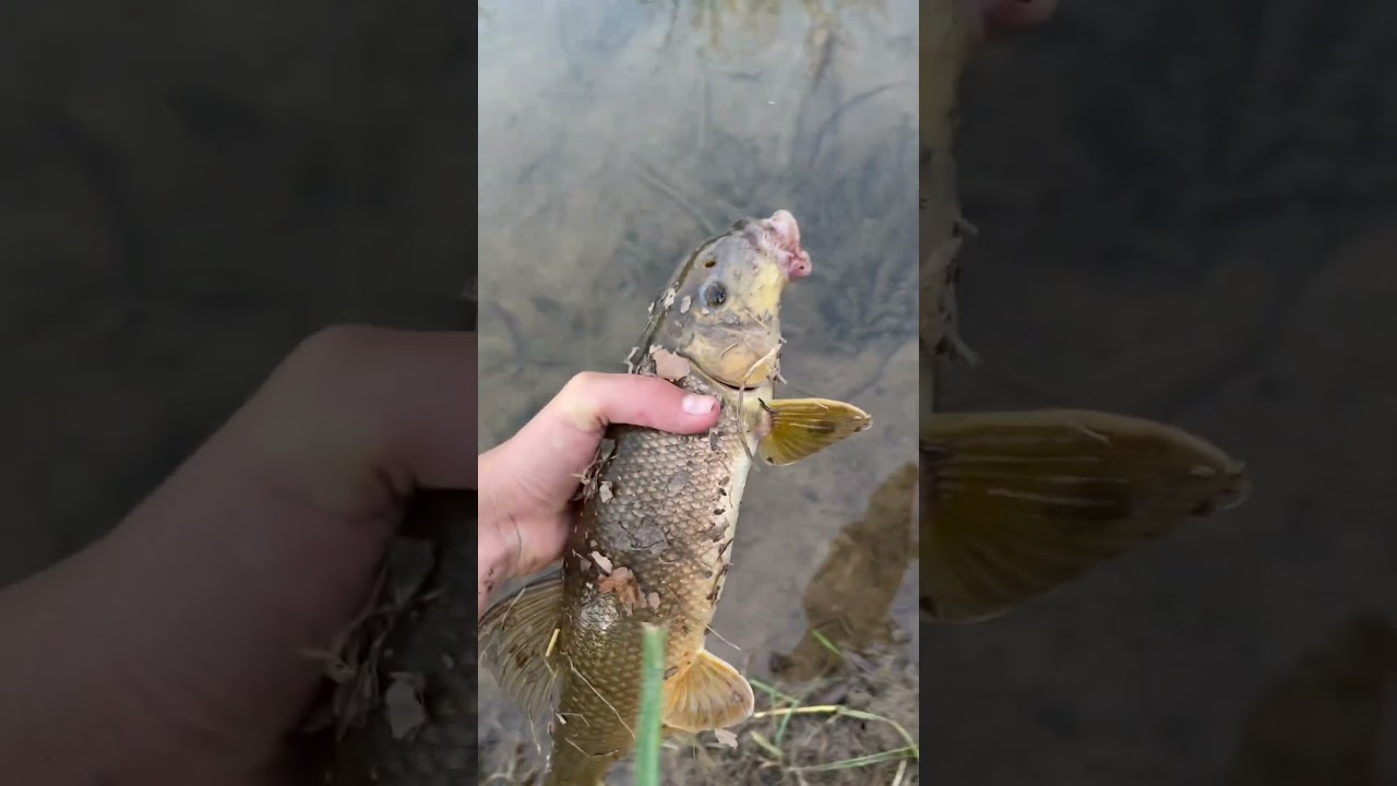 Awesome sucker fish #fishing #springfishing #suckerfish