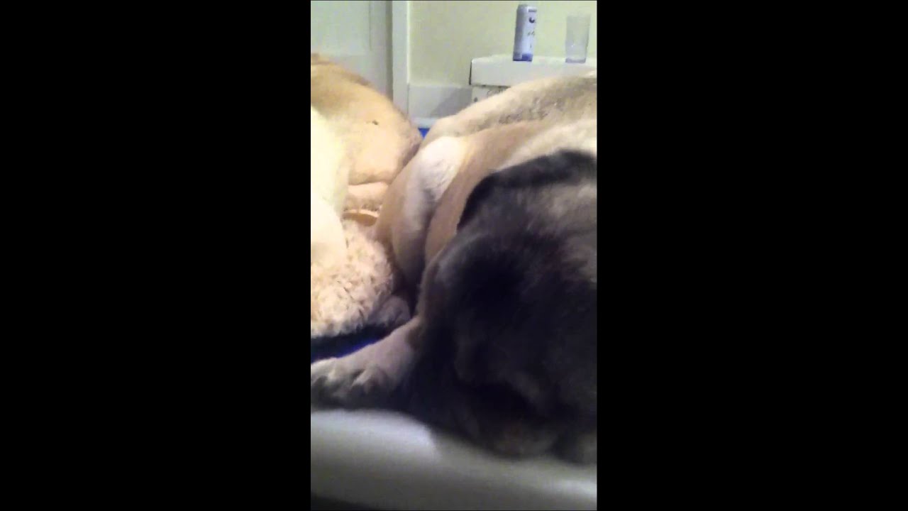 Snoring Pile of Pugs III