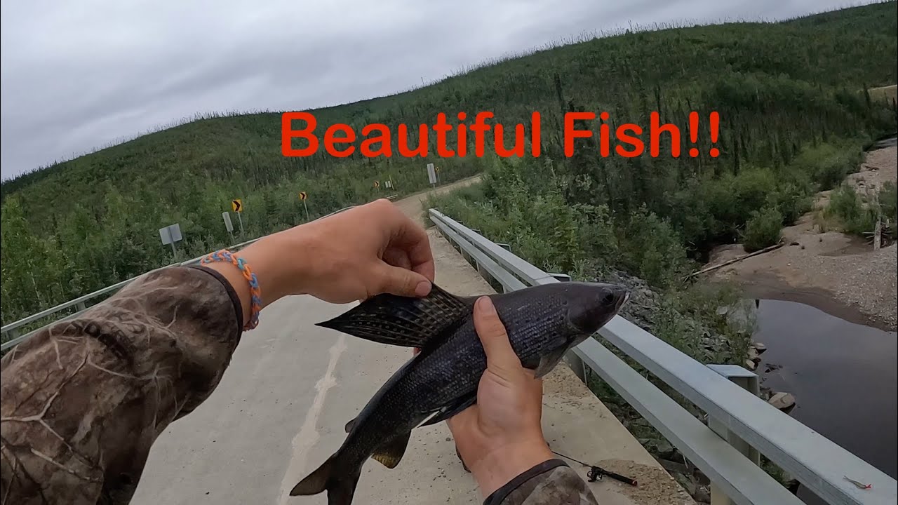 Native Arctic Grayling Fishing in Alaska!!