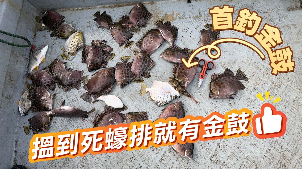 [流記釣魚#26]今年第一次釣金鼓 呢個季節有死蠔 應該聚咗d金鼓  可惜流水一般  不太開口 #香港釣魚 #艇釣 #釣魚 #流浮山 #大黑沙https://youtu.be/MBqLGZFCoI8
