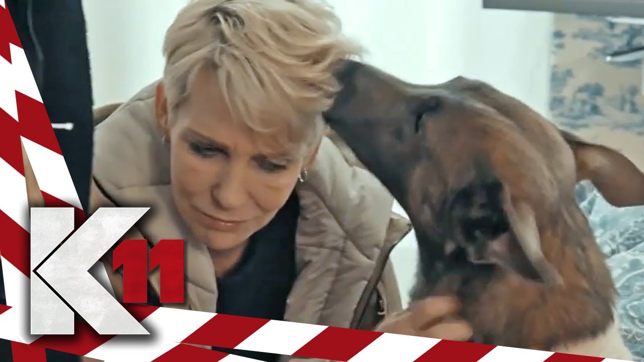 Entlaufener Hund: wem gehört der blutige Streuner? I 1/2 I K11- Die neuen Fälle | Sat.1