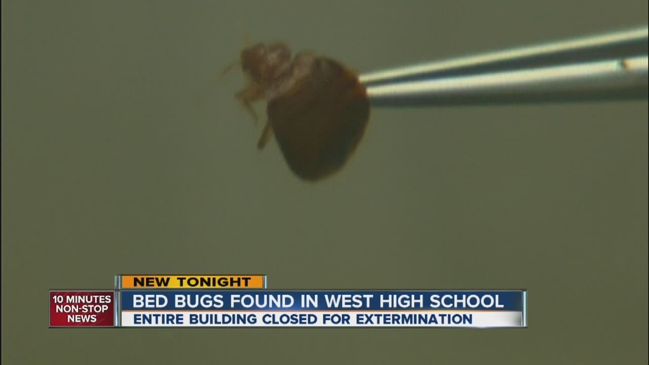 Bedbugs close West High in Denver until Tuesday