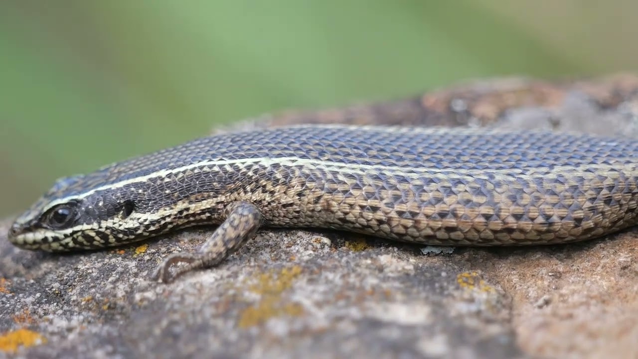 Speckled rock skink (Trachylepis punctatissima), Giant Castle (South Africa) 15-11-2022