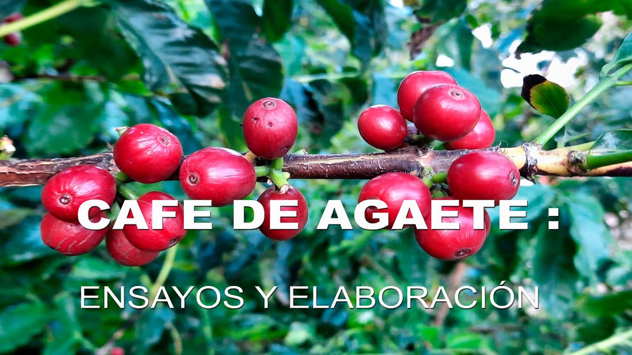 COPLACA TRANSMITE:   CAFÉ DE AGAETE  -  ENSAYOS Y ELABORACIÓN