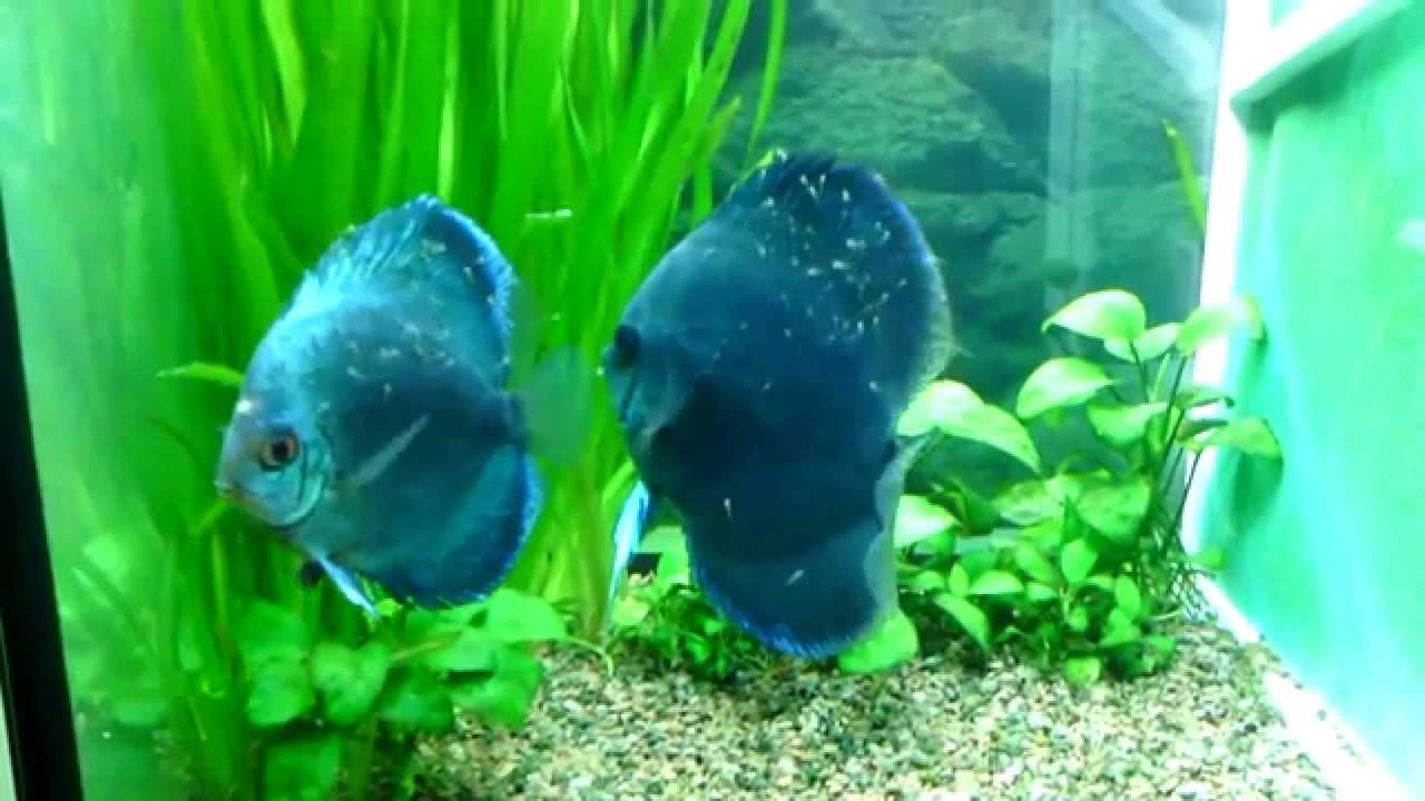 Peces disco con crias. 1er dia de nado libre.