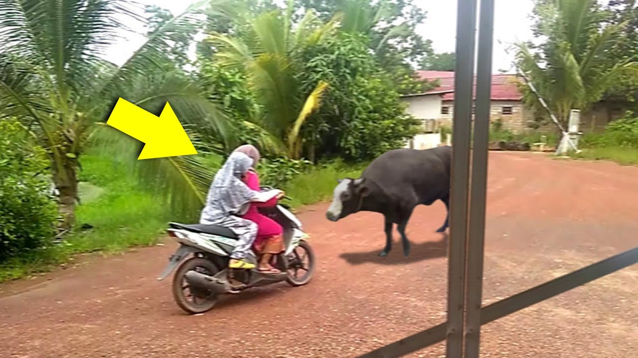 DETIK&sup2; TEREKAM JELAS !! Tiba&sup2; Terjadi Kejadian Konyol & Lucu! Video Lucu Bikin Ngakak! Hewan Lucu