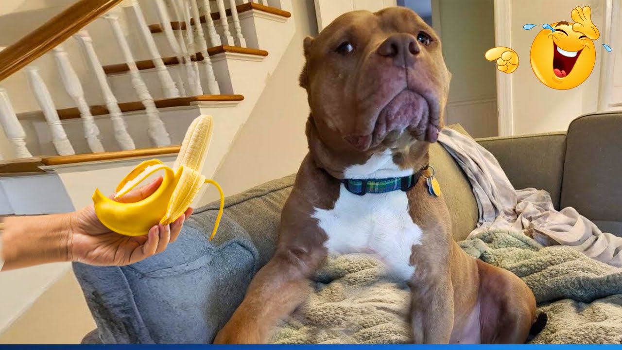 Funny ANIMALS Videos 🤣 Hilarious Cats & Dogs Doing the Funniest Things! 🐾😆