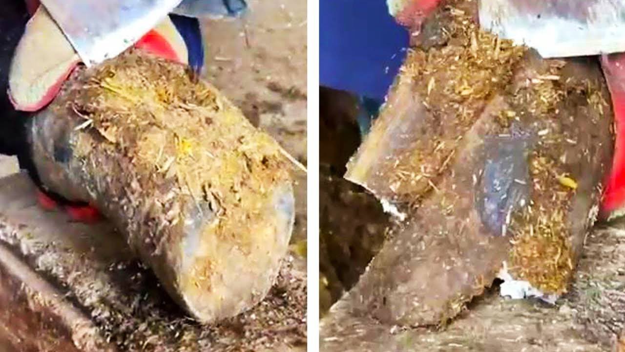 Pus oozes from the painful donkey's hoof!The master cuts the donkey's hoof with a big shovel丨ASMR
