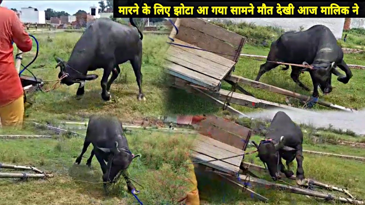 मालिक ने बुग्गी पर चढ़कर बचायी जान 💢 बिरट गया बुग्गी मे जोडते समय 😱 झोटे ने मालिक पर ही कर दिया हमला