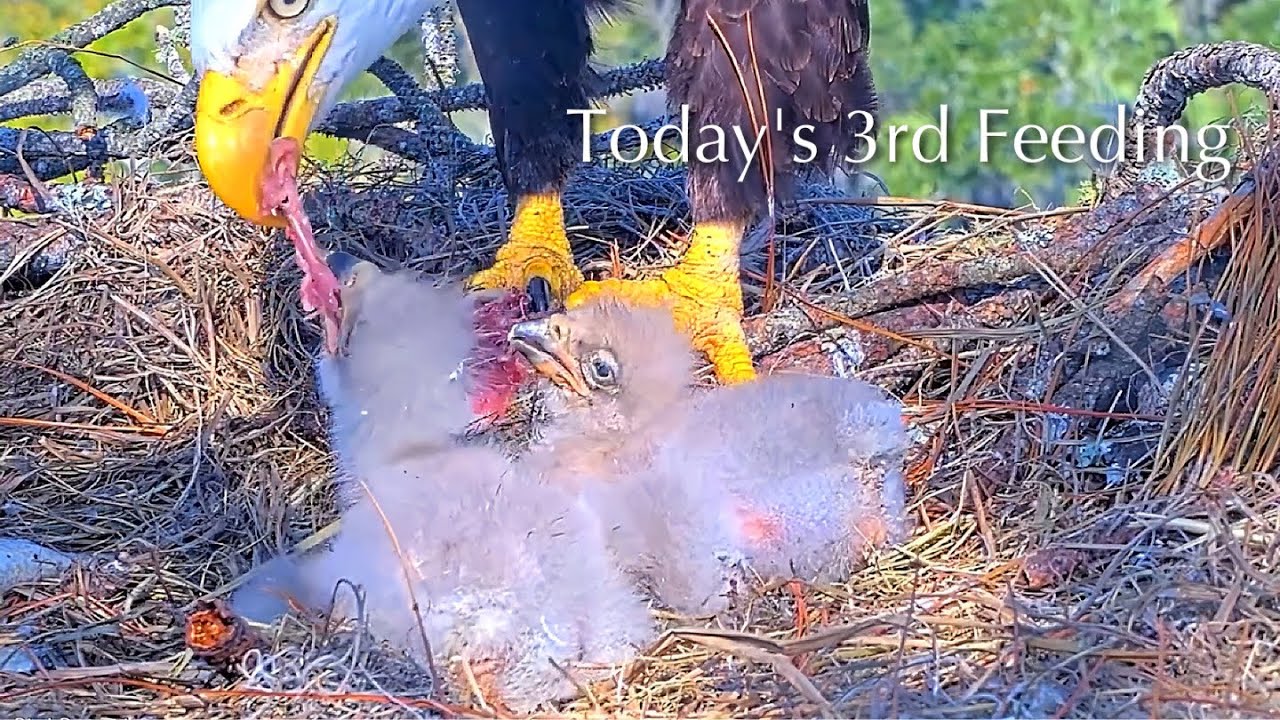 #94🦅NE32🐥8° & NE33🐥6°／NEFL 2025-2026／Gabby💗Beau／by American Eagle Foundation