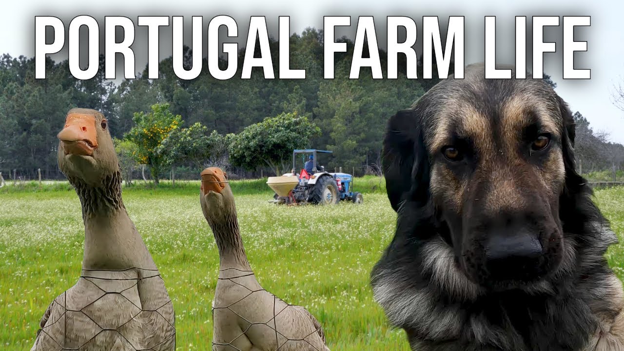 Don't mess with the Big Dog! | PORTUGAL FARM LIFE