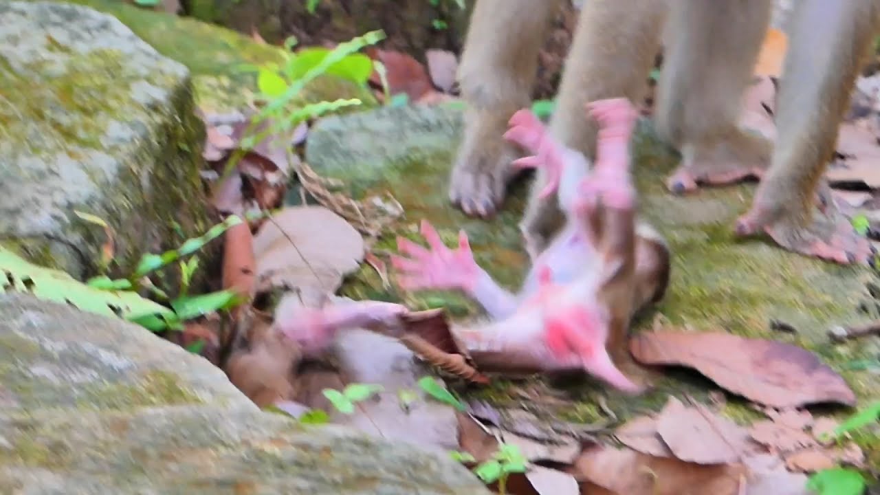 How mom Libby gave so hot lesson?.....Lily really cried ask mom Libby for milk |