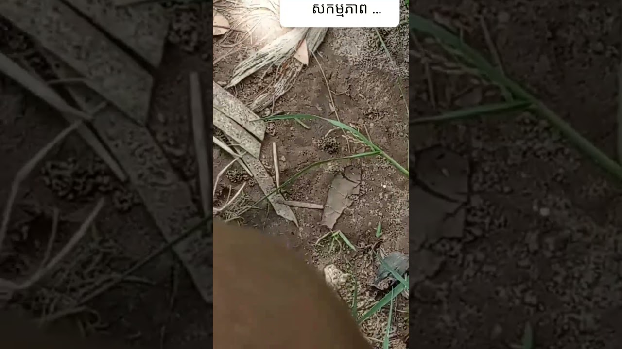 8 សីហា 2025