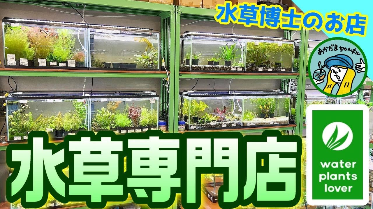 【アクアリウム】常時400種類以上！水草専門店はみたことの無い水草で溢れかえっていた！（レイアウトに使える水草500種図鑑の著書の店！ウォータープランツラヴァー）