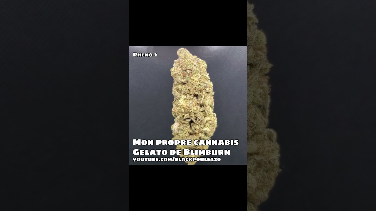 MON PROPRE GELATO de Blimburn - ma propre culture de cannabis #Shorts #Zoombud #weedporn #budporn