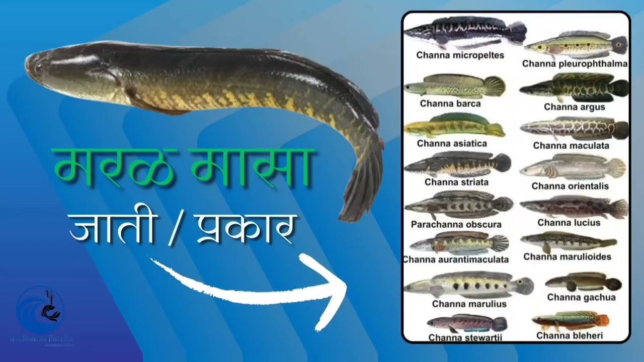 Murrel fish (मरळ मासा ) marathi Maharashtra pune varadvinayak Fisheries