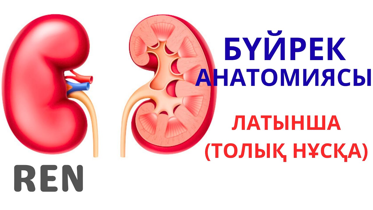 БҮЙРЕК АНАТОМИЯСЫ | ҚҰРЫЛЫСЫ | ҚЫЗМЕТІ | ҚАЗАҚША | ЛАТЫНША