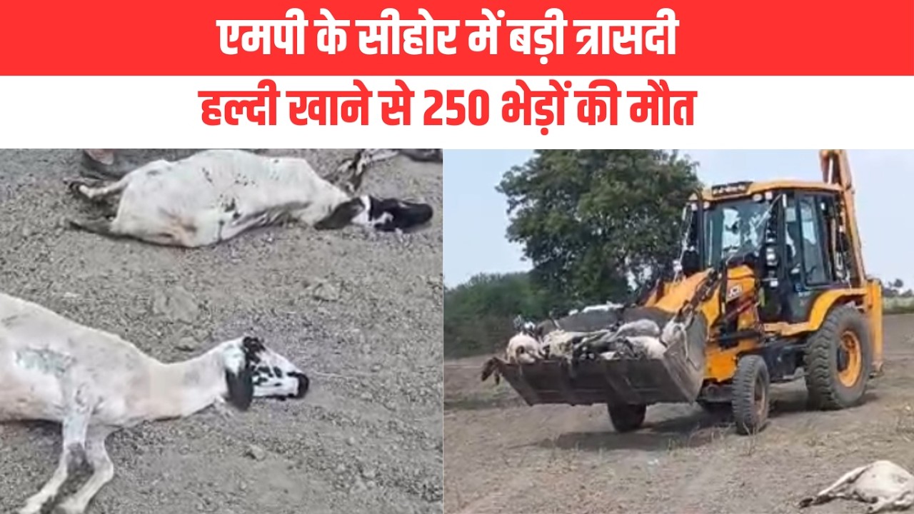 MP के SEHORE में बड़ी त्रासदी: हल्दी खाने से 250 भेड़ों की मौत | EMS TV