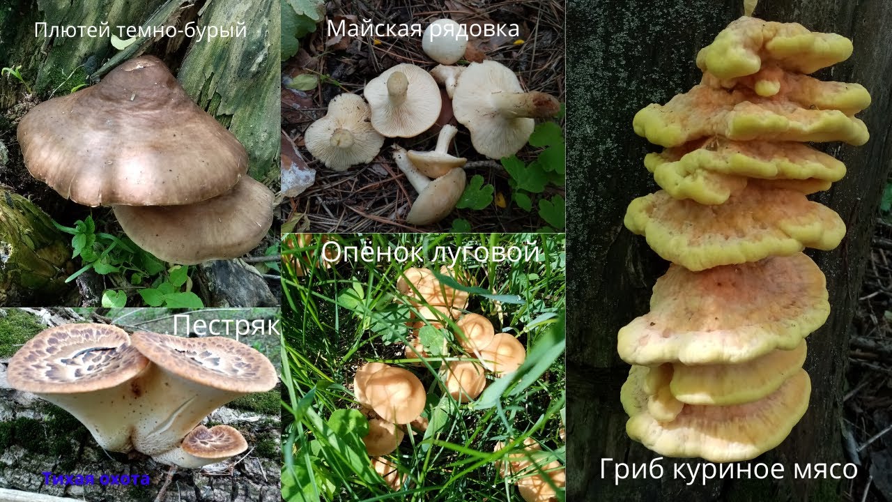 Грибы в мае, ассортимент превосходный