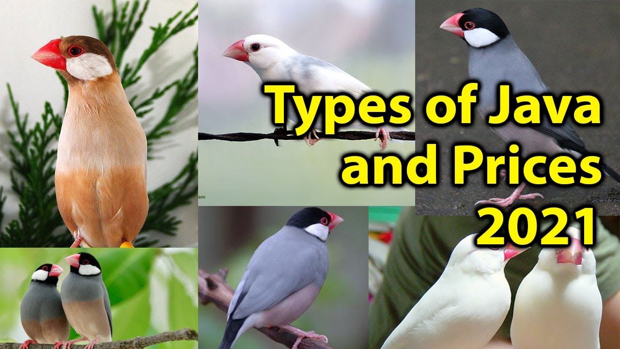 Price of Java Sparrow in Pakistan | 6 Types of Java Sparrow
