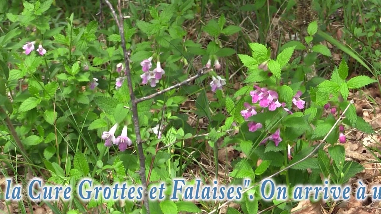 BOUCLE SAINT-MORÉ (89)