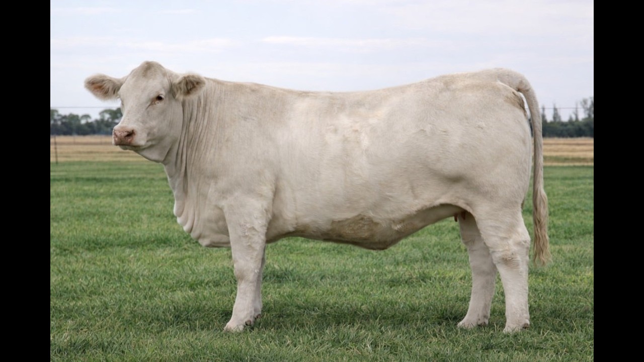 Lot 43 WARILLA ELEGANCE V17 P