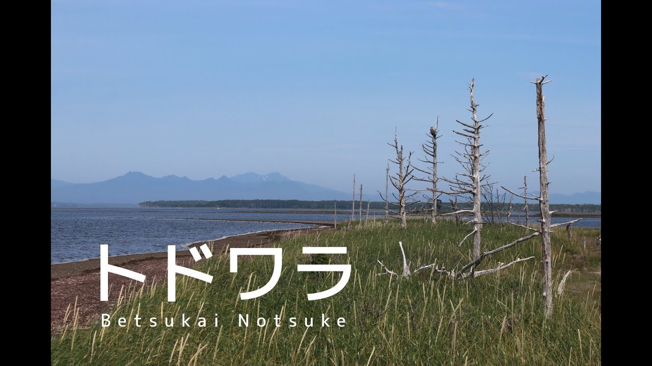 これが野付半島のトドワラだ！@北海道別海町 Todowara at Notsuke Betsukai, Hokkaido